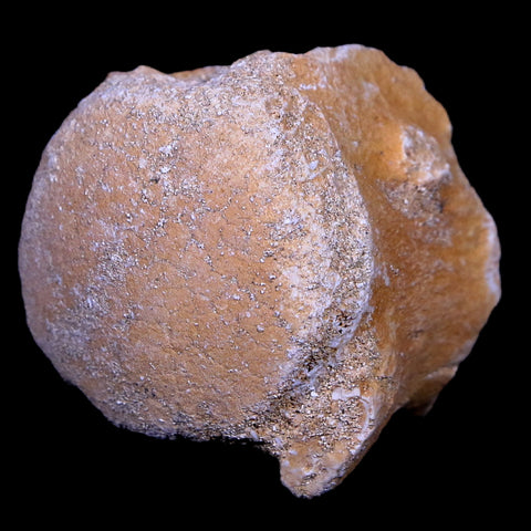 1.2" Mosasaur Vertebrae Fossil Bone Cretaceous Dinosaur Era 70 Mil Yrs Old COA - Fossil Age Minerals