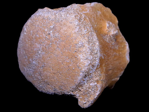 1.2" Mosasaur Vertebrae Fossil Bone Cretaceous Dinosaur Era 70 Mil Yrs Old COA - Fossil Age Minerals