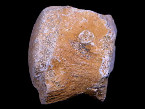 1.2" Mosasaur Vertebrae Fossil Bone Cretaceous Dinosaur Era 70 Mil Yrs Old COA - Fossil Age Minerals