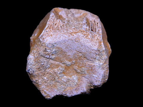 1.2" Mosasaur Vertebrae Fossil Bone Cretaceous Dinosaur Era 70 Mil Yrs Old COA - Fossil Age Minerals