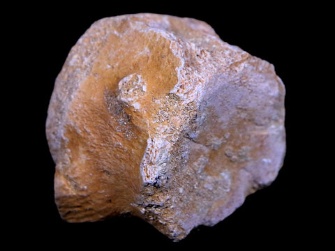 1.2" Mosasaur Vertebrae Fossil Bone Cretaceous Dinosaur Era 70 Mil Yrs Old COA - Fossil Age Minerals