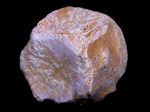 1.2" Mosasaur Vertebrae Fossil Bone Cretaceous Dinosaur Era 70 Mil Yrs Old COA - Fossil Age Minerals