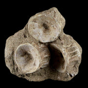 3.7" Saber Toothed Herring Fossil Enchodus Libycus Vertebrae Cretaceous Age COA