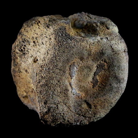 3.1" Edmontosaurus Dinosaur Fossil Tail Caudal Vertebrae Bone Lance Creek WY COA