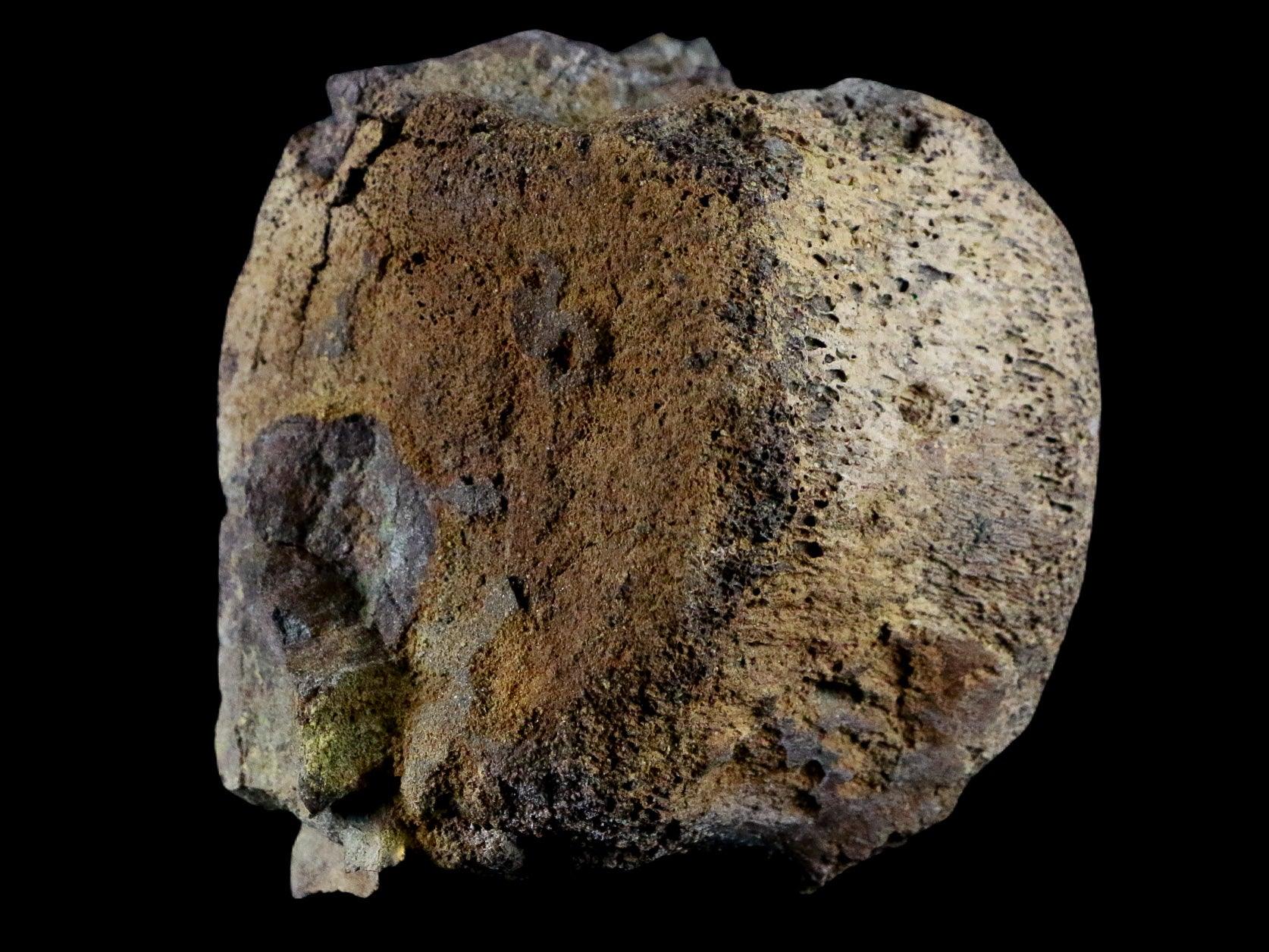3.1" Edmontosaurus Dinosaur Fossil Tail Caudal Vertebrae Bone Lance Creek WY COA - Fossil Age Minerals