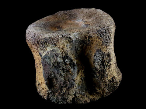3.1" Edmontosaurus Dinosaur Fossil Tail Caudal Vertebrae Bone Lance Creek WY COA - Fossil Age Minerals