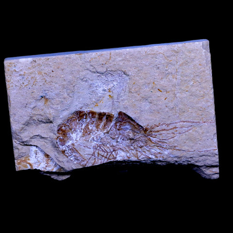 2.2" Fossil Shrimp Carpopenaeus Cretaceous Age 100 Mil Yrs Old Lebanon COA - Fossil Age Minerals