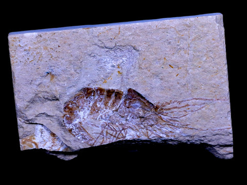 2.2" Fossil Shrimp Carpopenaeus Cretaceous Age 100 Mil Yrs Old Lebanon COA - Fossil Age Minerals