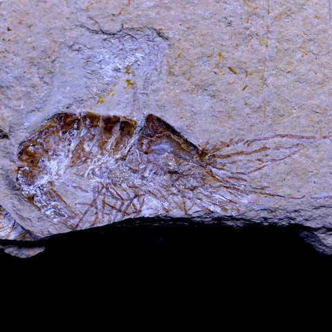 2.2" Fossil Shrimp Carpopenaeus Cretaceous Age 100 Mil Yrs Old Lebanon COA - Fossil Age Minerals