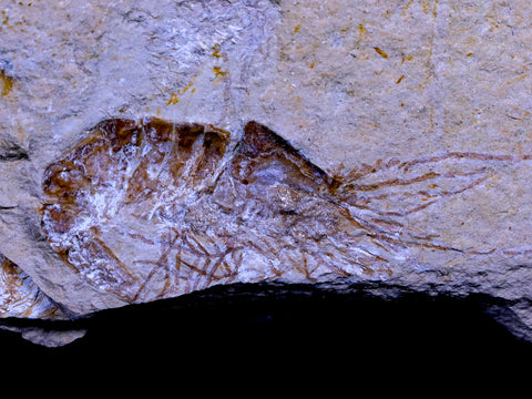 2.2" Fossil Shrimp Carpopenaeus Cretaceous Age 100 Mil Yrs Old Lebanon COA - Fossil Age Minerals