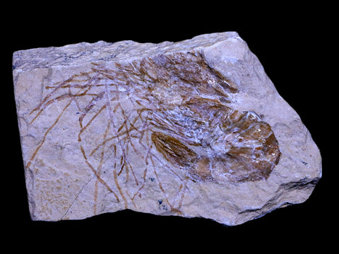 2.1" Fossil Shrimp Carpopenaeus Cretaceous Age 100 Mil Yrs Old Lebanon COA - Fossil Age Minerals