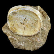 63MM Otodus Obliquus Shark Vertebrae Fossil Bone In Matrix Morocco COA