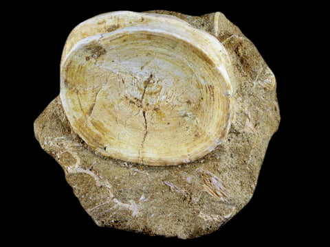 63MM Otodus Obliquus Shark Vertebrae Fossil Bone In Matrix Morocco COA - Fossil Age Minerals