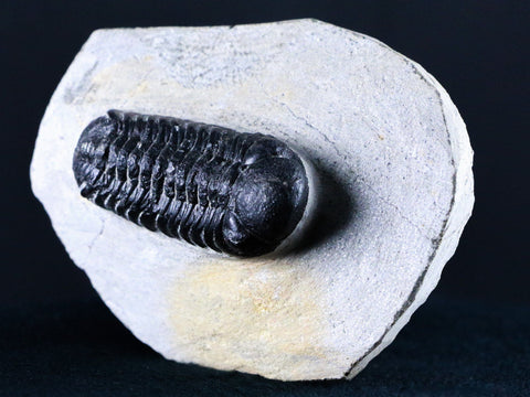 2.1" Boeckops Stelcki Trilobite Fossil Devonian Morocco 400 Mil Yrs Old Arthropod - Fossil Age Minerals