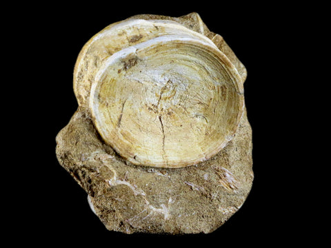 63MM Otodus Obliquus Shark Vertebrae Fossil Bone In Matrix Morocco COA - Fossil Age Minerals