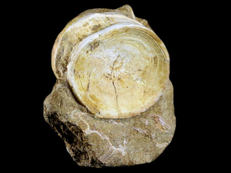 63MM Otodus Obliquus Shark Vertebrae Fossil Bone In Matrix Morocco COA