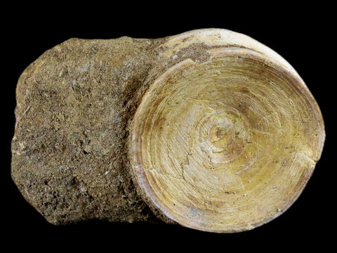 55MM Otodus Obliquus Shark Vertebrae Fossil Bone In Matrix Morocco COA - Fossil Age Minerals