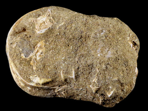 55MM Otodus Obliquus Shark Vertebrae Fossil Bone In Matrix Morocco COA - Fossil Age Minerals