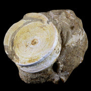 58MM Otodus Obliquus Shark Vertebrae Fossil Bone In Matrix Morocco COA