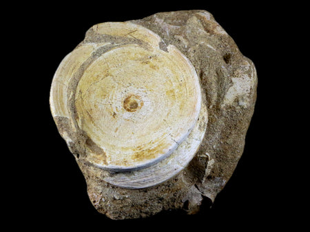 58MM Otodus Obliquus Shark Vertebrae Fossil Bone In Matrix Morocco COA