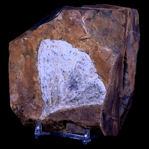 2.7" Detailed Ginkgo Cranei Fossil Plant Leaf Morton County, ND Paleocene Age COA - Fossil Age Minerals