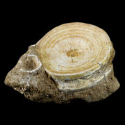 60MM Otodus Obliquus Shark Vertebrae Fossil Bone In Matrix Morocco COA