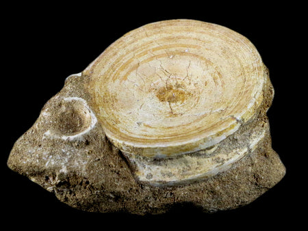 60MM Otodus Obliquus Shark Vertebrae Fossil Bone In Matrix Morocco COA