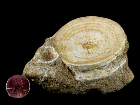 60MM Otodus Obliquus Shark Vertebrae Fossil Bone In Matrix Morocco COA - Fossil Age Minerals