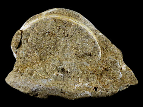 60MM Otodus Obliquus Shark Vertebrae Fossil Bone In Matrix Morocco COA - Fossil Age Minerals