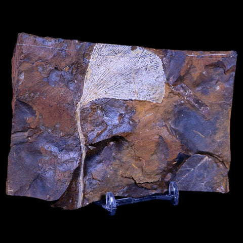 3.4" Detailed Ginkgo Cranei Fossil Plant Leaf Morton County, ND Paleocene Age COA - Fossil Age Minerals