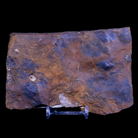 3.4" Detailed Ginkgo Cranei Fossil Plant Leaf Morton County, ND Paleocene Age COA - Fossil Age Minerals