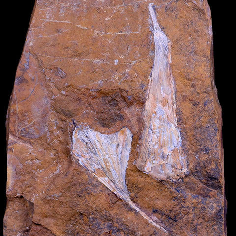 2.7" Detailed Ginkgo Cranei Fossil Plant Leaf Morton County, ND Paleocene Age COA - Fossil Age Minerals