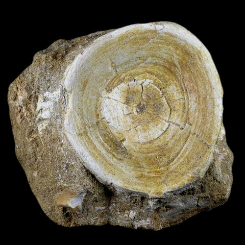 62MM Otodus Obliquus Shark Vertebrae Fossil Bone In Matrix Morocco COA - Fossil Age Minerals