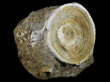 62MM Otodus Obliquus Shark Vertebrae Fossil Bone In Matrix Morocco COA