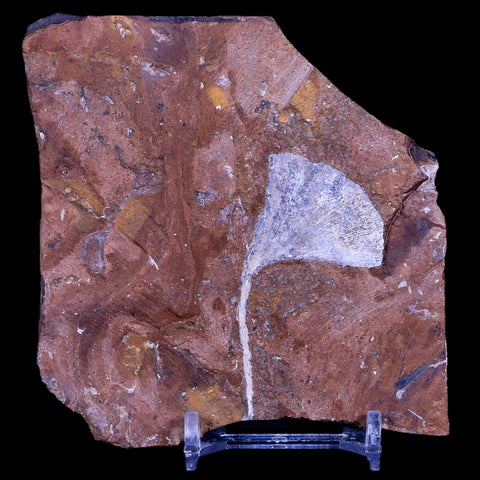 2.3" Detailed Ginkgo Cranei Fossil Plant Leaf Morton County, ND Paleocene Age COA - Fossil Age Minerals