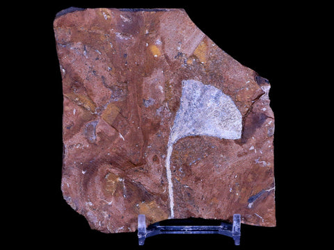 2.3" Detailed Ginkgo Cranei Fossil Plant Leaf Morton County, ND Paleocene Age COA - Fossil Age Minerals