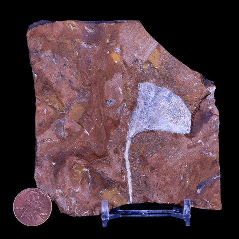 2.3" Detailed Ginkgo Cranei Fossil Plant Leaf Morton County, ND Paleocene Age COA - Fossil Age Minerals