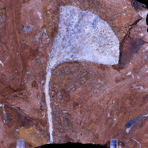 2.3" Detailed Ginkgo Cranei Fossil Plant Leaf Morton County, ND Paleocene Age COA - Fossil Age Minerals