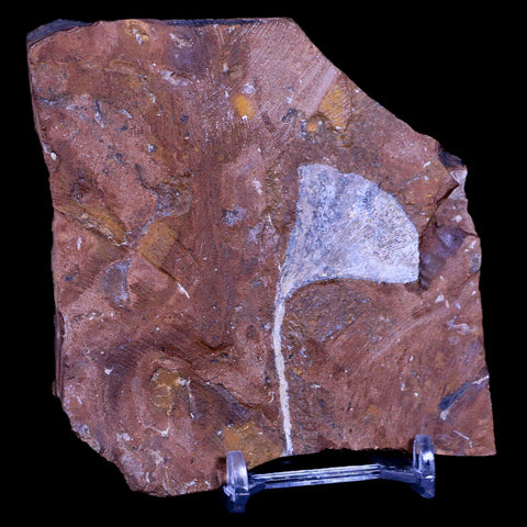 2.3" Detailed Ginkgo Cranei Fossil Plant Leaf Morton County, ND Paleocene Age COA - Fossil Age Minerals