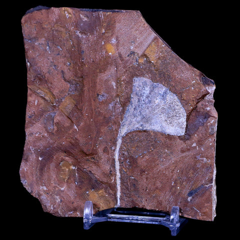 2.3" Detailed Ginkgo Cranei Fossil Plant Leaf Morton County, ND Paleocene Age COA - Fossil Age Minerals