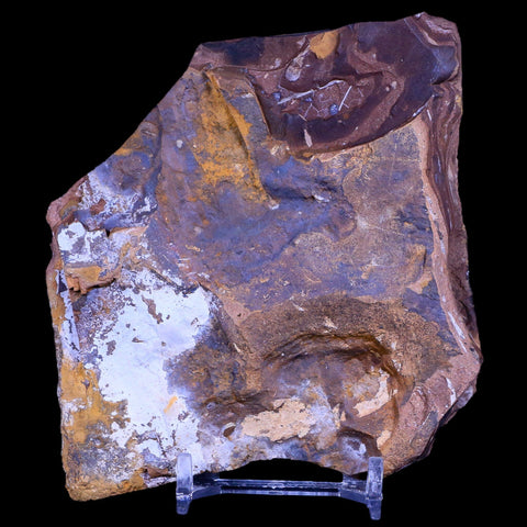 2.3" Detailed Ginkgo Cranei Fossil Plant Leaf Morton County, ND Paleocene Age COA - Fossil Age Minerals