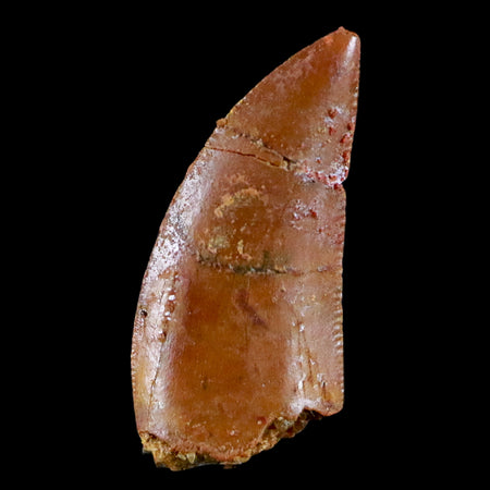 0.7" Abelisaur Serrated Tooth Fossil Cretaceous Age Dinosaur Morocco COA, Display