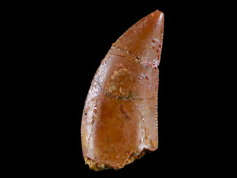 0.7" Abelisaur Serrated Tooth Fossil Cretaceous Age Dinosaur Morocco COA, Display - Fossil Age Minerals