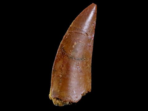 0.7" Abelisaur Serrated Tooth Fossil Cretaceous Age Dinosaur Morocco COA, Display - Fossil Age Minerals