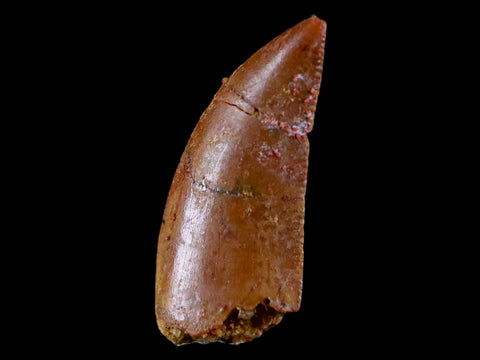 0.7" Abelisaur Serrated Tooth Fossil Cretaceous Age Dinosaur Morocco COA, Display - Fossil Age Minerals