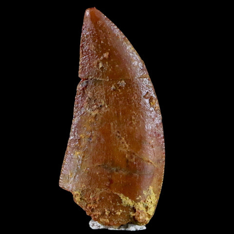 0.7" Abelisaur Serrated Tooth Fossil Cretaceous Age Dinosaur Morocco COA, Display - Fossil Age Minerals