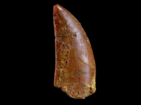 0.7" Abelisaur Serrated Tooth Fossil Cretaceous Age Dinosaur Morocco COA, Display - Fossil Age Minerals