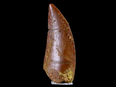 0.7" Abelisaur Serrated Tooth Fossil Cretaceous Age Dinosaur Morocco COA, Display - Fossil Age Minerals