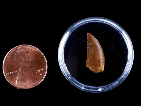 0.7" Abelisaur Serrated Tooth Fossil Cretaceous Age Dinosaur Morocco COA, Display - Fossil Age Minerals