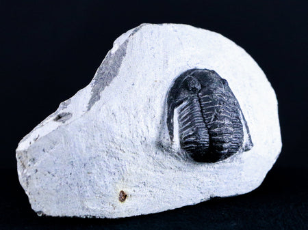 1.7 Cornuproetus Cornutus Trilobite Fossil Morocco Devonian 400 Mil Yrs Ago COA